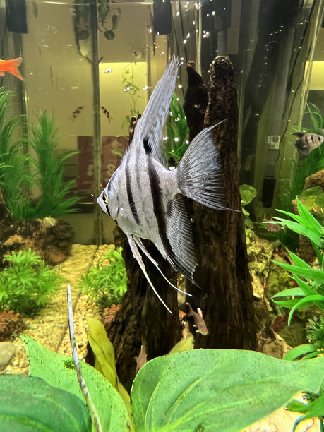 动物-淡水天使鱼图片下载