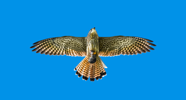 一只普通红隼(Falco tinunculus)和一只老鼠图片下载