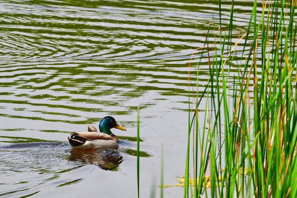 成年绿头鸭在湖水中游泳图片下载