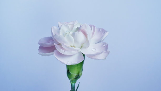 微距照片白色粉红色康乃馨花蕾在蓝色背景上的特写。质地柔软的康乃馨花瓣。漂亮的花旗。学名是石竹。婚礼的明信片。母亲节花图片下载