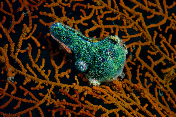 生物多样性图片下载