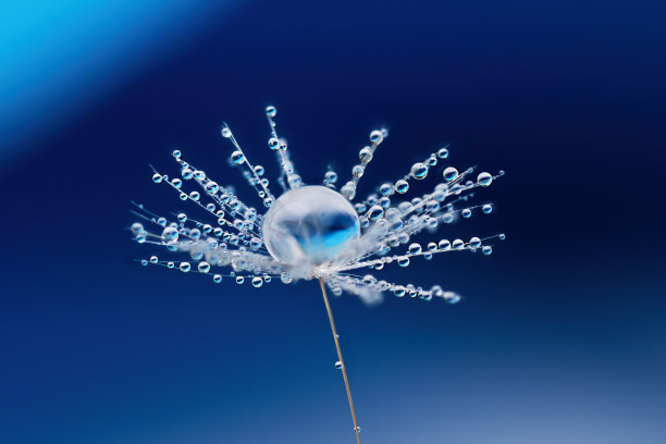 蒲公英种子与露水水滴在蓝色的背景。图片下载