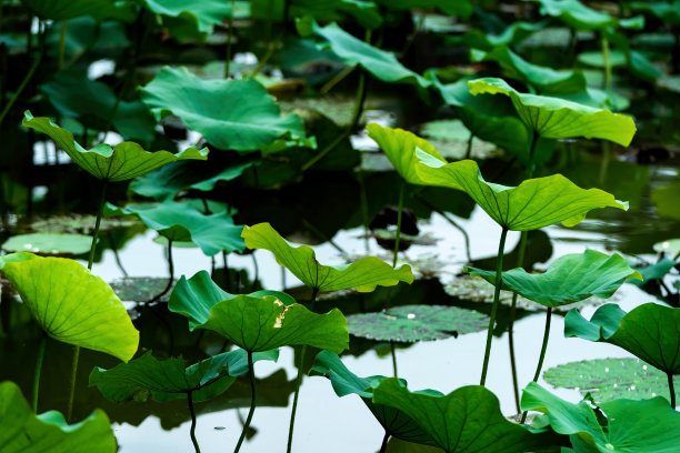 池塘里五颜六色的荷花和荷叶图片下载