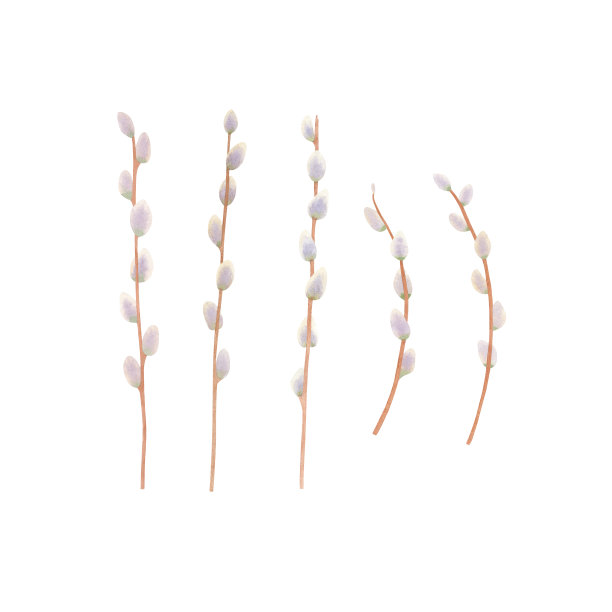 在白色背景上孤立的一组开花柳树枝条。用水彩画的。图片下载