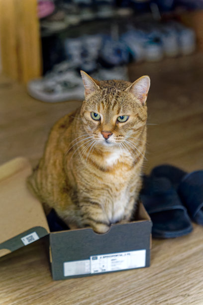 自己的成年猫坐在一个黑色的纸箱里。图片下载