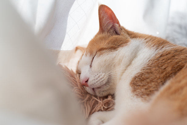 睡觉的猫图片下载