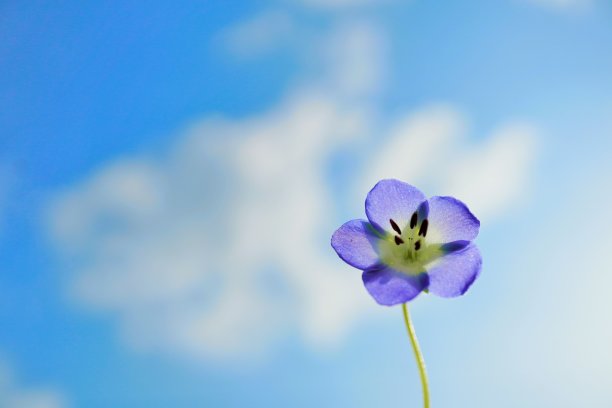 一朵美丽的蓝色恋水仙花，花瓣在阳光下闪耀，映衬着蓝天，春天的景象图片下载