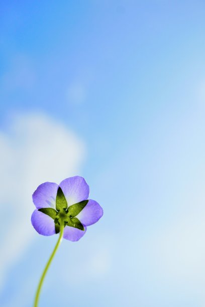 一朵蓝色的海蛾花在蓝天的映衬下闪闪发光图片下载
