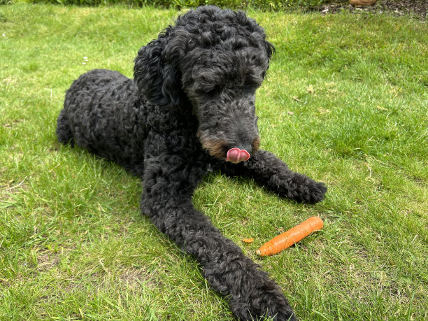 黑色贵宾犬图片下载