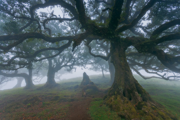 法纳尔森林，马德拉岛古老的神秘树，联合国教科文组织。高质量照片图片下载