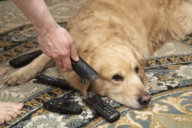 一只狗在啃电视遥控器和电话。图片下载