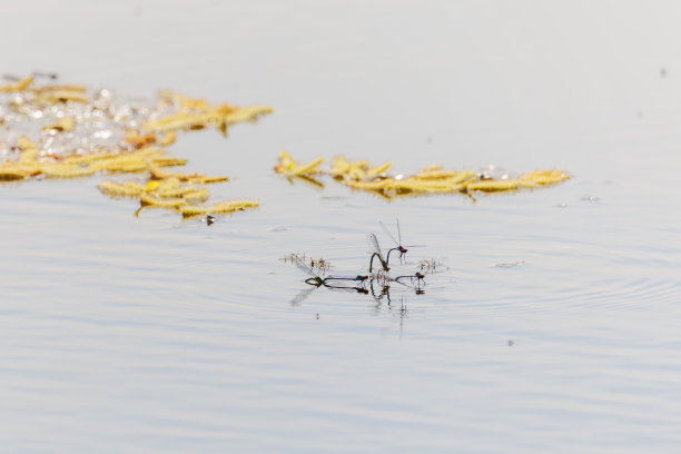 许多对蜻蜓在水上交配图片下载