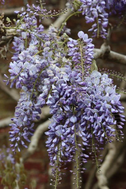 紫丁香紫藤的近照图片下载