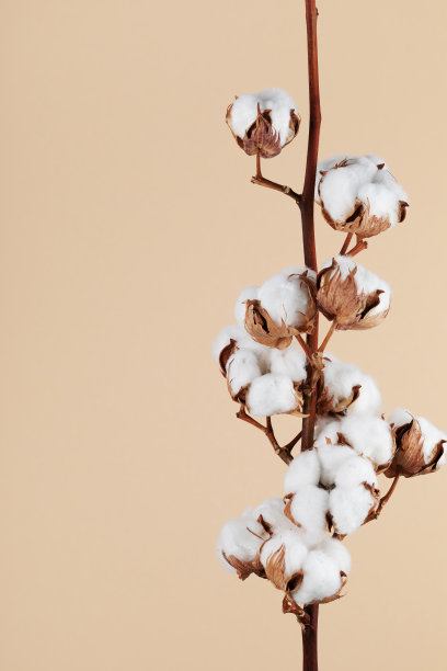 棉花分支。图片下载