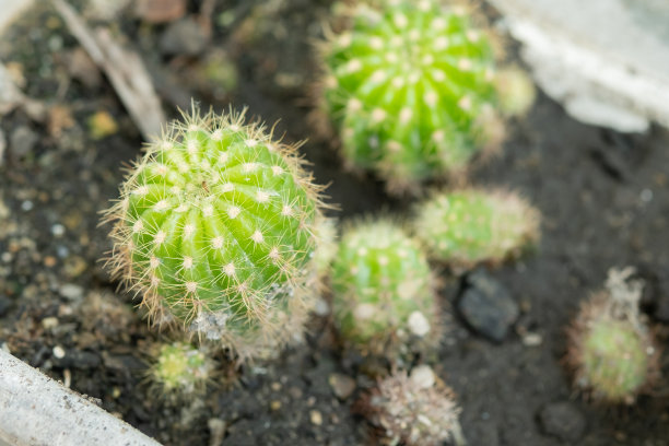 盆栽仙人掌，植物店收集的仙人掌。图片下载