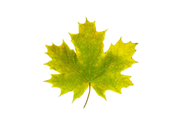白底黄绿色枫叶图片下载