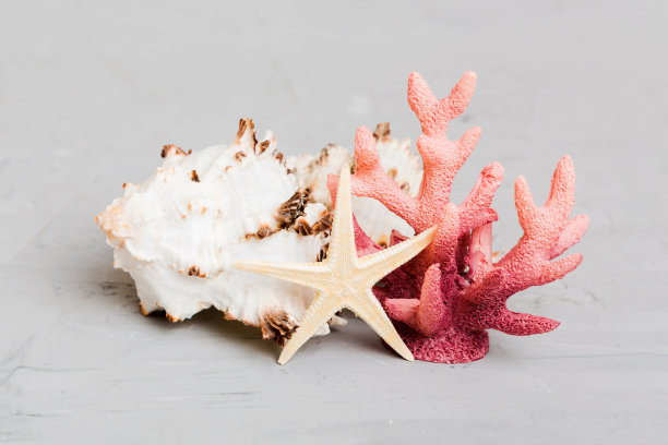 彩色背景上的海滩贝壳。模拟复制空间图片下载