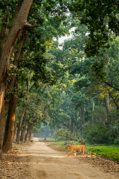 在印度北阿坎德邦吉姆科比特国家公园森林里，野生孟加拉雄性老虎或黑豹底格里斯河漫步在自然绿色风景和小树林树冠背景中，穿越迪卡拉主要道路图片下载