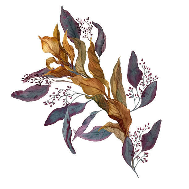 手绘水彩插图干花束与桉树和ruscus隔离在白色背景。枯萎花朵的植物学绘画。图片下载