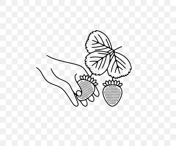 采摘草莓，草莓，野草莓，植物和食物，线性平面设计。浆果，浆果，水果和膳食，农业和农业，矢量设计和插图图片下载