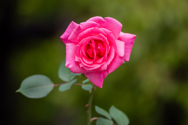 春天盛开的玫瑰花图片下载