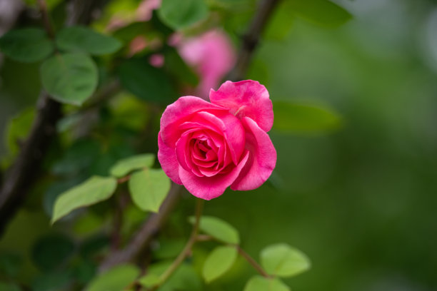 春天盛开的玫瑰花图片下载