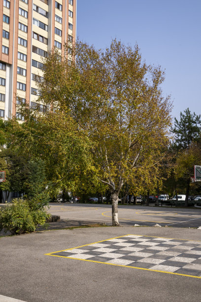 大而美丽的树，黄色的叶子站在建筑物的前面图片下载