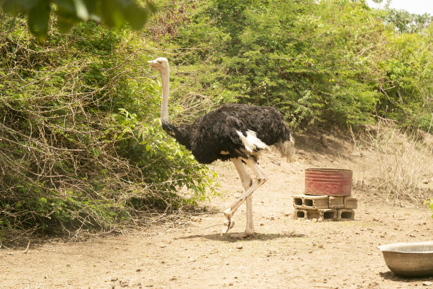 非洲鸵鸟图片下载