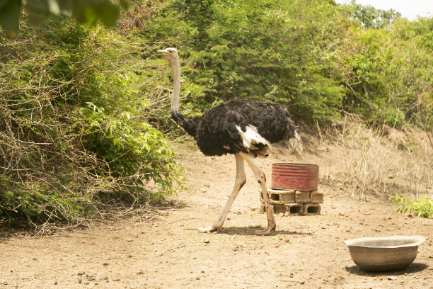 非洲鸵鸟图片下载