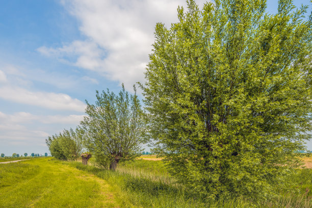 荷兰圩田景观中的一排垂柳图片下载