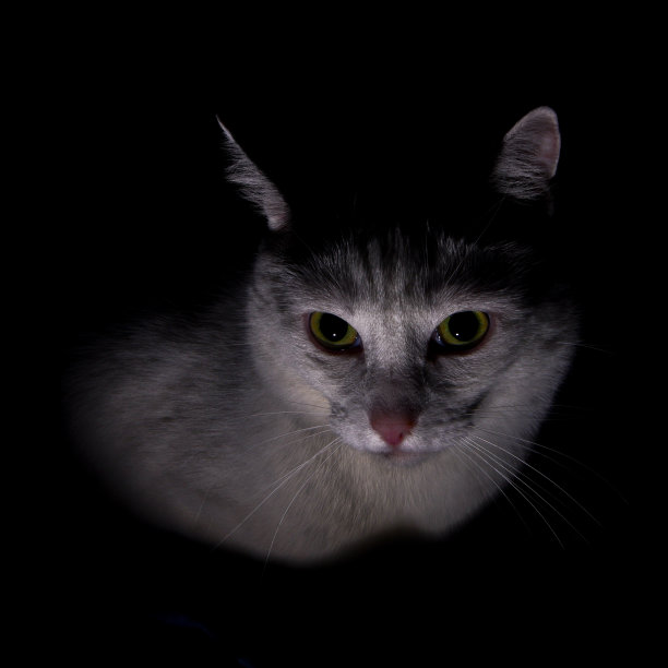 黑暗中的黑猫图片下载