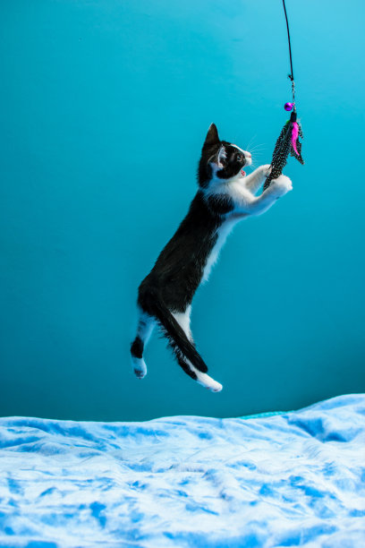 一只运动中的猫，在跳跃时，寻找鱼竿上的羽毛玩具图片下载