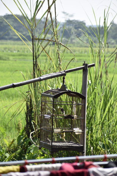 金丝雀笼图片下载