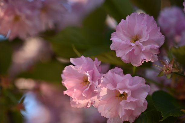 樱花盛开的枝头特写，樱花盛开的枝头特写，粉红色的樱花，春天的樱花，晚霞下的樱花在蓝天的映衬下，图片下载