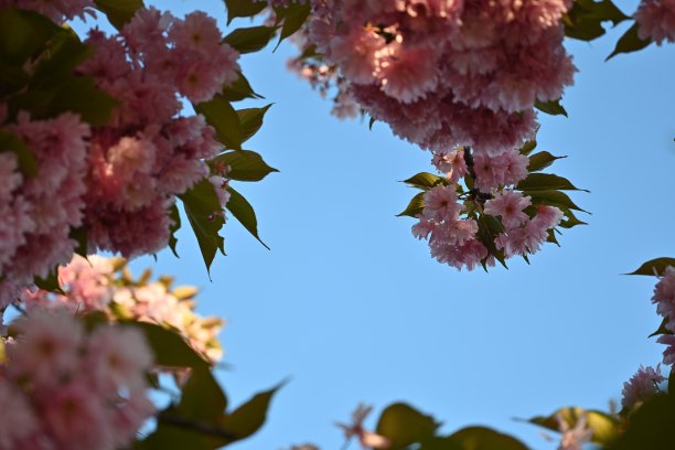 樱花盛开的枝头特写，樱花盛开的枝头特写，粉红色的樱花，春天的樱花，晚霞下的樱花在蓝天的映衬下，图片下载