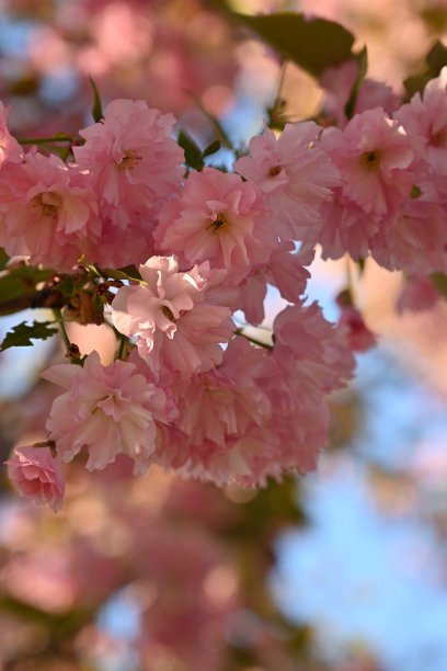 樱花的花朵特写，粉红色的樱花，春天的樱花，晚霞下的樱花在蓝天的映衬下，盛开的樱花的树枝特写，图片下载