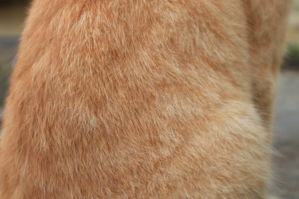 公猫的毛是黄色的图片下载