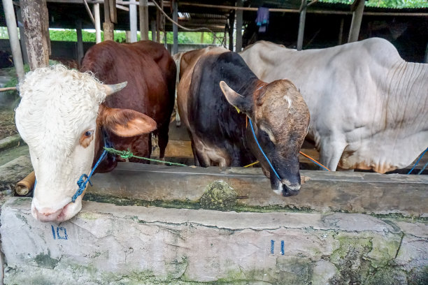 2023年，牲畜市场上的牛将作为宰牲节的祭品出售图片下载