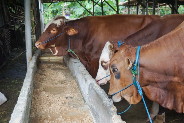 奶牛在马厩里，准备在2023年宰牲节被卖掉作为祭品。图片下载