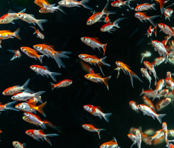 小金鱼游泳，特写。图片下载