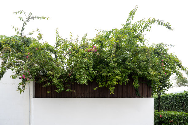 院墙上盛开的三角形梅花图片下载