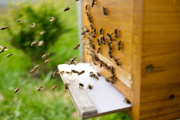 Bienenstock称图片下载