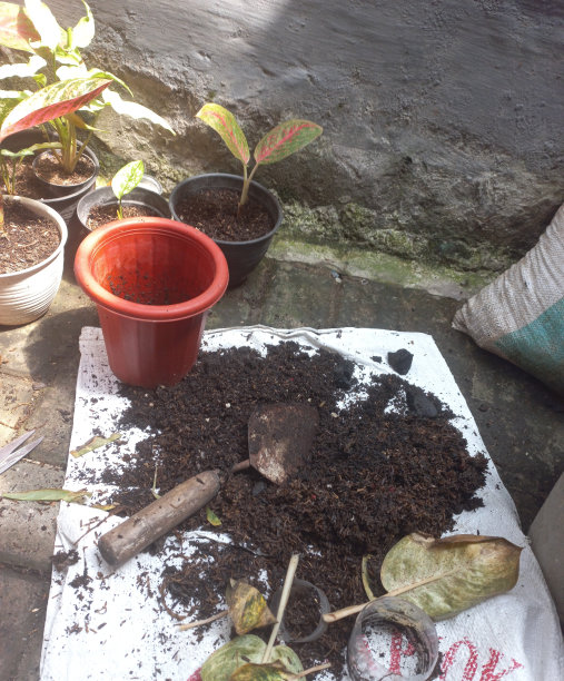 盆栽-改变土壤在室内植物照片高分辨率图像图片下载