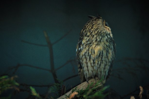 长耳猫头鹰图片下载