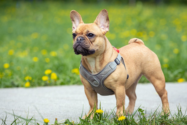一只迷人的年轻法国斗牛犬在夏日公园散步。图片下载