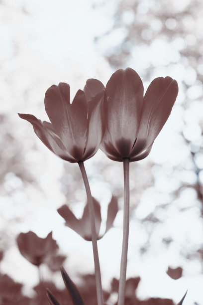 公园里春天的郁金香图片下载