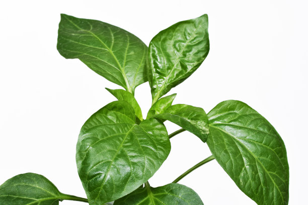 健康的，重要的辣椒植物(辣椒)近距离，孤立在白色背景上图片下载