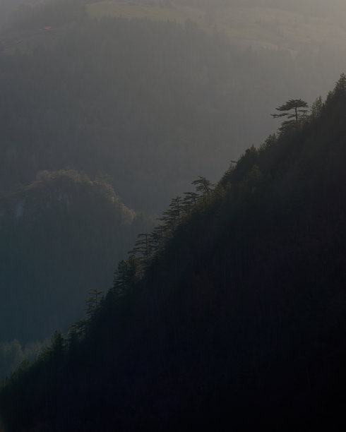 山坡上的树木图片下载