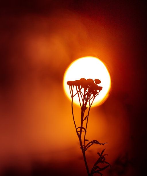 黎明的花香交响曲:草地怀抱里的夏花剪影图片下载