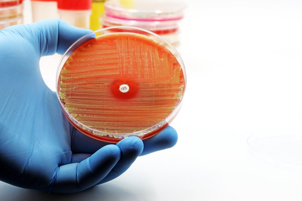 检测微生物的抗生素耐药性。抗生素盘放在细菌培养物上的抗生素盘图片下载